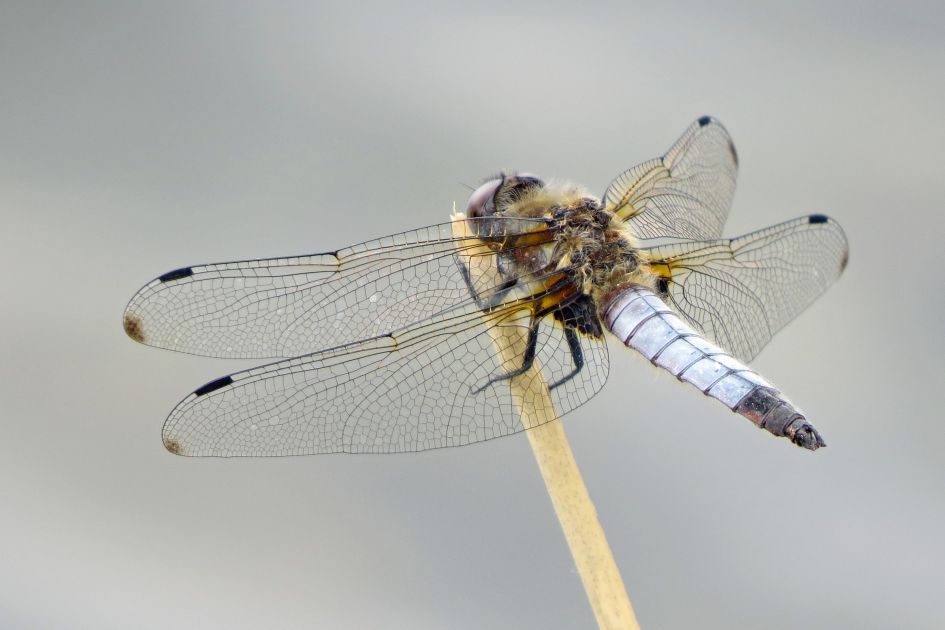 Libel - Geleedpotigen - 